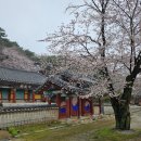 용안면행정복지센터 | (익산벚꽃명소)용안향교와 함열 동지산 벚꽃☞익산의 숨겨진 비밀정원 벚꽃 명소