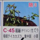 제주 중투보석마삭 백록의 발자취 (일본 야생화서적 개재내용) 이미지
