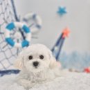 보들하이 이미지