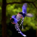 행운을 안겨주는 파란 까치(Taiwan Blue Magpie) 이미지