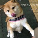 이누김밥