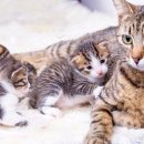 리치동물병원 이미지