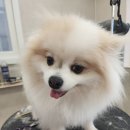 화려하개 이미지