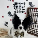 멍멍미장원 이미지