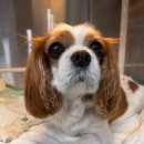 리본동물의료센터 | 리본동물의료센터 응급 후기