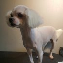 예뻐해줄개 이미지