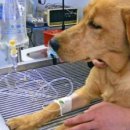 리더스 동물병원 이미지