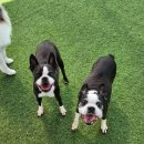 오늘도 뽀송하개 이미지