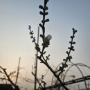 꽃내린영농조합법인 | 고산농원 봄놀이. . .