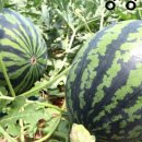 고창상회 이미지