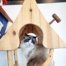 제주고양이