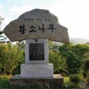 왕소나무길 이미지