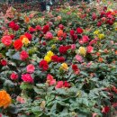 정원초등학교 이미지