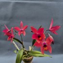 Lc.Sunset Glow 'Flamingo 이미지
