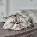 아지야 놀자 네이버블로그