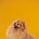 리본동물의료센터 이미지