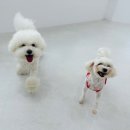 델리키아 이미지