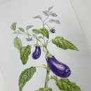 후즈보태니컬아트