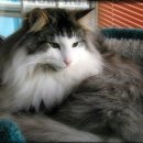 포레스트캣 이미지