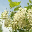 아카시아 이미지