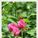 송파나루공원(석촌호수) 이미지