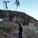 영덕키토산 체리묘목