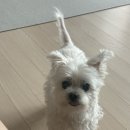 멕시카나치킨 장안답십리점 이미지