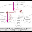 여성들의 자궁암과 유방암의 원인은? 이미지