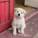 솔터우물정육점 이미지