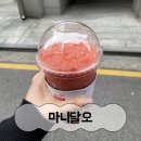 마니달오 이미지