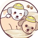 쿨 퍼피 이미지