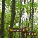 오월숲 이미지