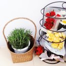 황사 미세먼지차단시키는 정화식물,집에서 키우기 좋은 식물,로즈마리 스킨답서브 녹보수 크루시아 이미지