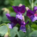 명복농장 이미지