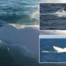 하얀고래 이미지