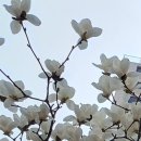 꽃길 이미지