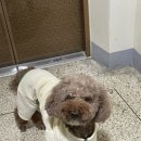 그리다 펫살롱 이미지