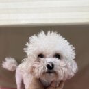 햇살애견미용실 이미지