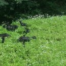 흑염소 한 닭 농장 이미지