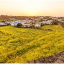 성읍정의현로 이미지