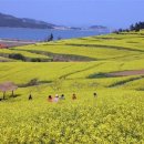 유채와바다 이미지