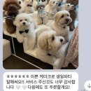 이야(YIYA) 이미지