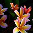 이사도라 이미지