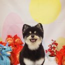 힐스타운 동물병원 이미지