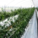 용안농장 이미지