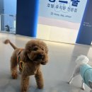 멍스쿨 전주애견유치원 애견호텔 이미지