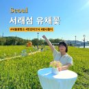 서울 명소 한강 서래섬 유채꽃 축제 봄나들이 피크닉 해치카