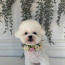 우리 애견 미용실 이미지