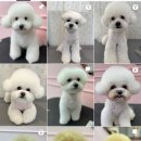 하오하개 이미지