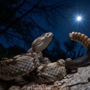 올해의 야생동물 사진작가상 수상작 발표 이미지